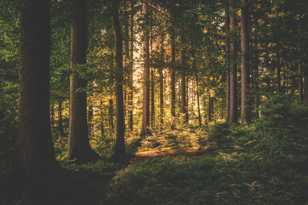 Chêne français issu de forêts gérées durablement