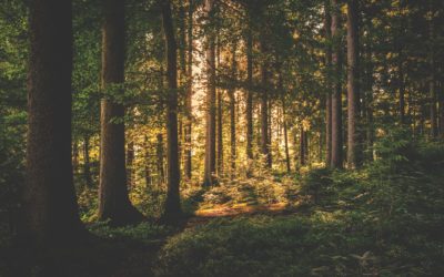 Notre chêne français est issu de forêts gérées durablement